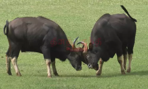 குன்னூர்: விளையாட்டு மைதானத்தில் மோதி கொண்ட காட்டெருமைகள்