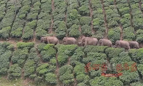 வீடுகளை சேதப்படுத்தி காட்டு யானைகள் அட்டகாசம்