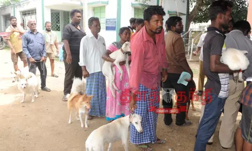 உலக வெறி நோய் தடுப்பு தினத்தையொட்டி நாய்களுக்கு தடுப்பூசி உலக வெறி நோய் தடுப்பு தினத்தையொட்டி நாய்களுக்கு தடுப்பூசி