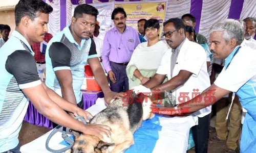 உலக வெறி நோய் தடுப்பு தினத்தையொட்டி நாய்களுக்கு தடுப்பூசி உலக வெறி நோய் தடுப்பு தினத்தையொட்டி நாய்களுக்கு தடுப்பூசி