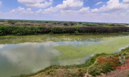 சீசன் தொடங்கும்முன் தேர்த்தங்கல் சரணாலயத்துக்கு பறவைகள் வருமா?