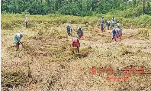 பலத்த மழையால் 100 ஏக்கர் நெற்பயிர் சேதம் பலத்த மழையால் 100 ஏக்கர் நெற்பயிர் சேதம்