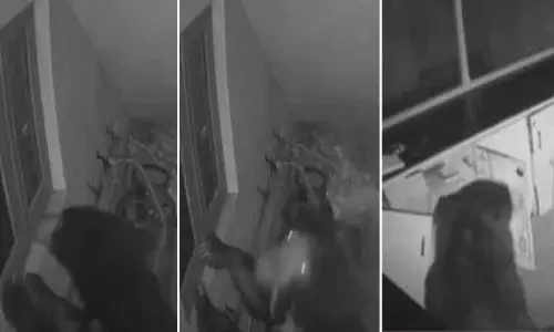 நள்ளிரவில் சாக்லெட் தொழிற்சாலைக்குள் நுழைந்து 2 கிலோ சாக்லெட்டை ருசி பார்த்த கரடி...