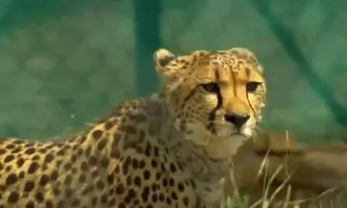 இந்தியாவிற்கு கொண்டு வரப்பட்ட 8 சிறுத்தைகளுக்கு 1,900 பெயர்கள் பரிந்துரை