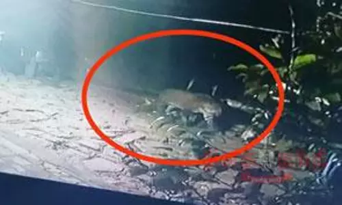 குடியிருப்பு பகுதியில் சிறுத்தை, கரடி நடமாட்டம்