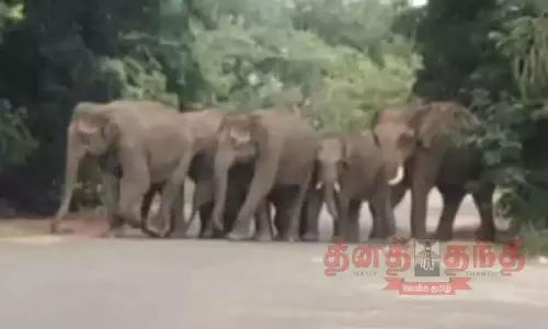 குட்டிகளுடன் புகுந்த காட்டுயானை கூட்டம்