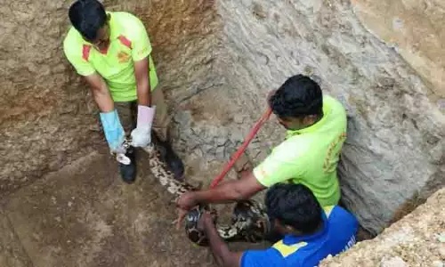 கழிவறைக்கு வெட்டிய குழியில் 12 அடி நீள மலைப்பாம்பு பிடிபட்டது