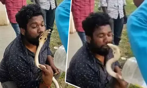 பாம்பிற்கு முத்தம் கொடுக்க முயன்ற பாம்பு பிடி வீரர்;உதட்டை கடித்தது