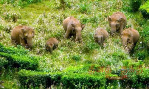 தேயிலை தோட்டத்தில் முகாமிட்ட காட்டுயானைகள்