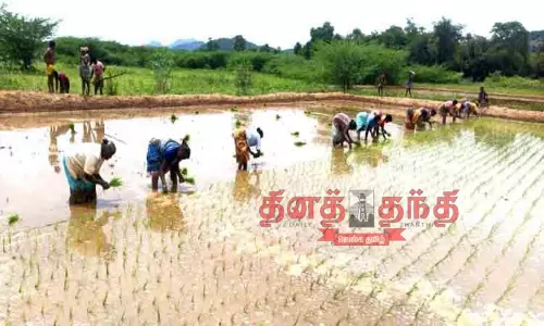 நடவு பணி மும்முரம்