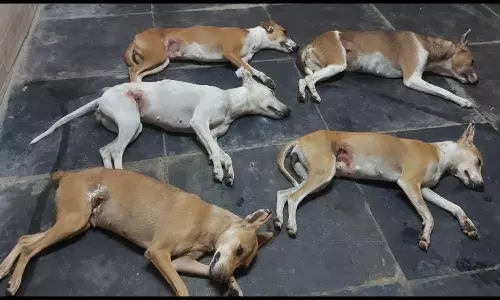 தெருநாய்களுக்கு கருத்தடை அறுவை சிகிச்சை