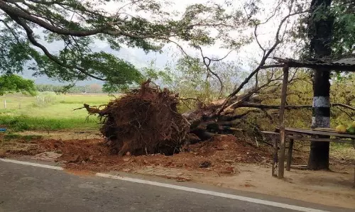 மரங்களை வெட்டும் மர்ம கும்பல்