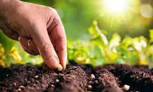 பனை விதைகள் விதைப்பு