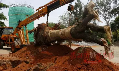 மரத்தை வேருடன் பிடுங்கி மறு நடவு