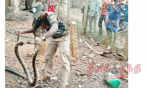 மலைப்பாம்பு பிடிபட்டது