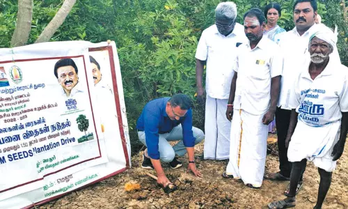 பனை விதை நடும் நிகழ்ச்சி