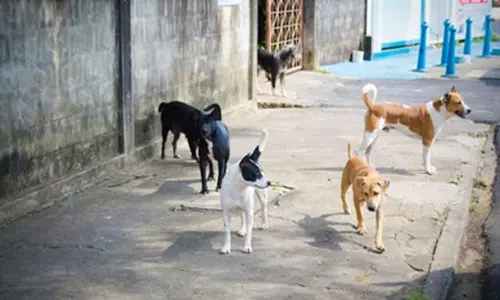 3 நாய்கள் விஷம் வைத்து கொல்லப்பட்டன