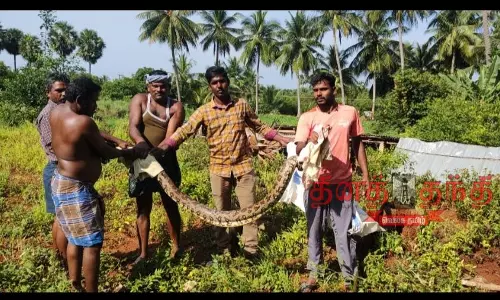 மலைப்பாம்பு பிடிபட்டது