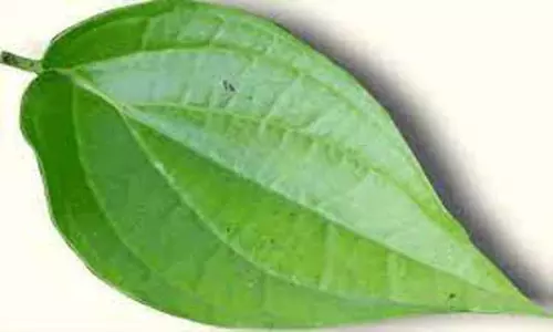 அந்தியூரில்  ரூ.3½ லட்சத்துக்கு வெற்றிலை விற்பனை