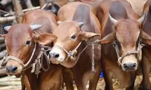 புதன்சந்தையில் மாடுகள் விலை குறைந்தது புதன்சந்தையில் மாடுகள் விலை குறைந்தது