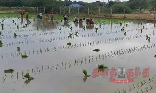 நடவு பணியில் பெண்கள்