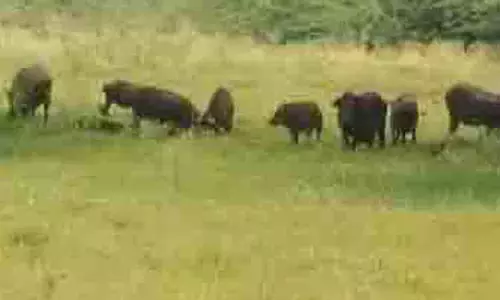 வயல்களில் புகுந்து பயிர்களை நாசம் செய்யும் காட்டுப்பன்றிகள்