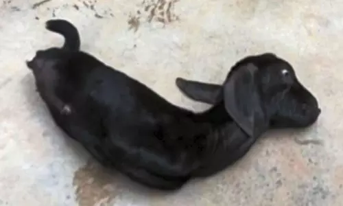 ஸ்ரீபெரும்புதூர் அருகே கால்கள் இல்லாமல் பிறந்த அதிசய ஆட்டுக்குட்டி