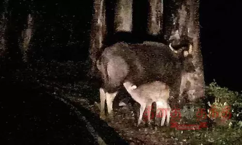 சாலைகளில் காட்டெருமைகள் நடமாட்டம் அதிகரிப்பு