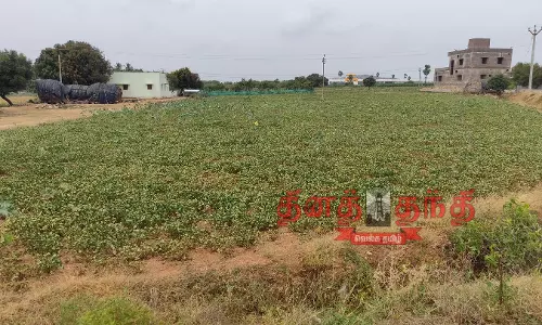 மோகனூர் பகுதியில் மழை பொய்த்ததால் கருகும் நிலக்கடலை செடிகள் விவசாயிகள் கவலை மோகனூர் பகுதியில் மழை பொய்த்ததால் கருகும் நிலக்கடலை செடிகள் விவசாயிகள் கவலை