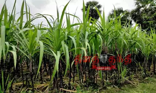 பொங்கலுக்கு தயாராகும் கரும்புகள்