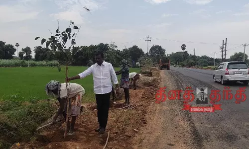 தினத்தந்தி செய்தி எதிரொலி:  நெடுஞ்சாலைத்துறை சார்பில் 8,500 மரக்கன்றுகள்