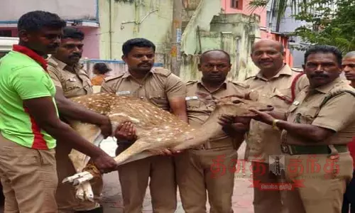 காயத்துடன் சுற்றி திரிந்த புள்ளிமான் மீட்பு