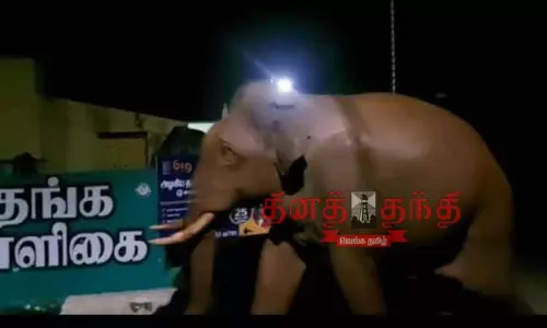 குடியிருப்புகளில் உலா வந்த பாகுபலி யானை