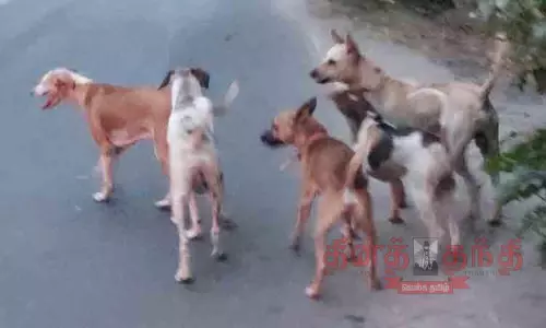 நாய்களுக்கு கருத்தடை செய்ய சிவகாசி மாநகராட்சி நிர்வாகம் முடிவு