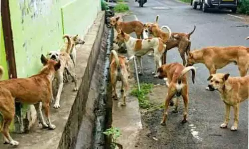 புதுக்கோட்டையில் தெருநாய் கடிக்கு சிறுவர்கள் அதிகம் பாதிப்பு