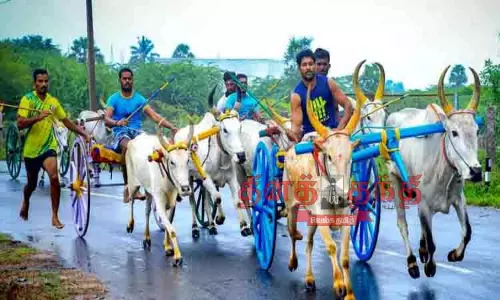 மேலூர் அருகே பந்தயம்: கொட்டும் மழையிலும் சீறிப்பாய்ந்த மாட்டு வண்டிகள்