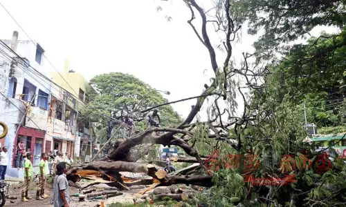 சாலையின் குறுக்கே மரம் விழுந்தது