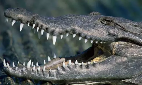 காபி தோட்டத்திற்குள் புகுந்த முதலை பிடிபட்டது காபி தோட்டத்திற்குள் புகுந்த முதலை பிடிபட்டது