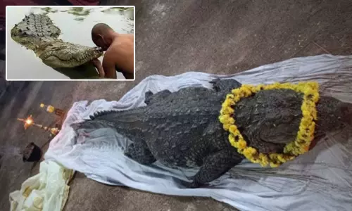 கேரளாவில் 70 ஆண்டுகளாக கோவில் பிரசாதத்தை மட்டுமே சாப்பிட்டு கோவில் குளத்தில் வாழ்ந்து வந்த சைவ முதலை உயிரிழப்பு! கேரளாவில் 70 ஆண்டுகளாக கோவில் பிரசாதத்தை மட்டுமே சாப்பிட்டு கோவில் குளத்தில் வாழ்ந்து வந்த சைவ முதலை உயிரிழப்பு!