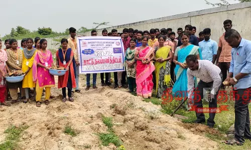 கல்லூரி வளாகத்தில் பனை விதைகள் நடவு