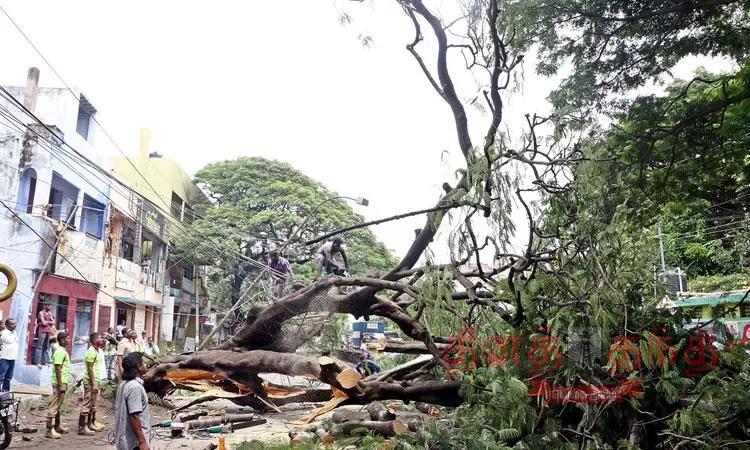 சாலையின் குறுக்கே மரம் விழுந்தது