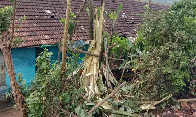 வால்பாறையில் ரேஷன் கடையை சூறையாடிய காட்டு யானை-தோட்டத்தில் புகுந்ததால் வாழைகள் நாசம்