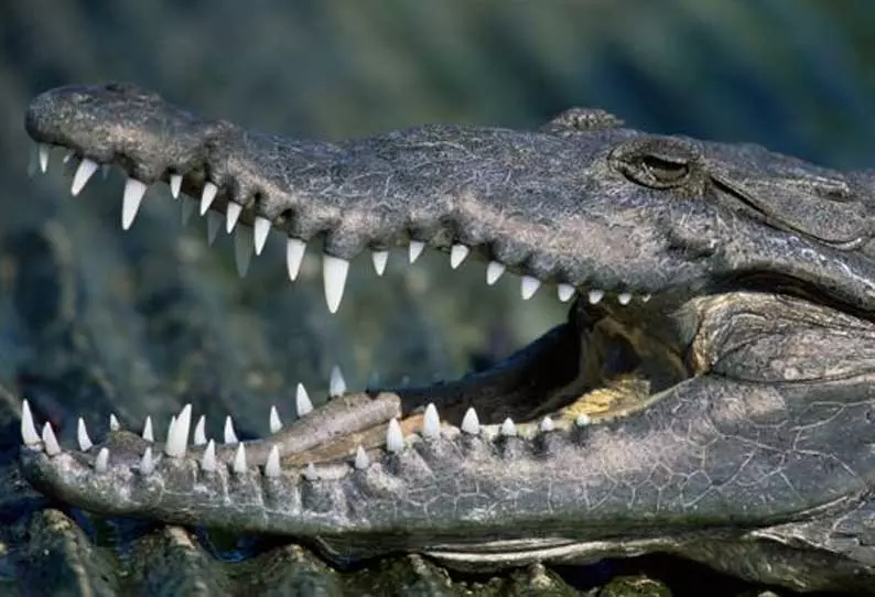 காபி தோட்டத்திற்குள் புகுந்த முதலை பிடிபட்டது காபி தோட்டத்திற்குள் புகுந்த முதலை பிடிபட்டது