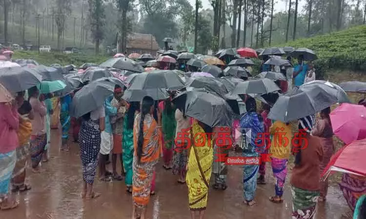 சிங்கோனா டேன்டீயை மூடும் முடிவை கைவிட வேண்டும்: தெளிவான தகவலை அறிவிக்கக்கோரி தொழிலாளர்கள் போராட்டம் நடத்த முடிவு-கொட்டும் மழையில் ஆலோசனையில் ஈடுபட்டனர் சிங்கோனா டேன்டீயை மூடும் முடிவை கைவிட வேண்டும்: தெளிவான தகவலை அறிவிக்கக்கோரி தொழிலாளர்கள் போராட்டம் நடத்த முடிவு-கொட்டும் மழையில் ஆலோசனையில் ஈடுபட்டனர்