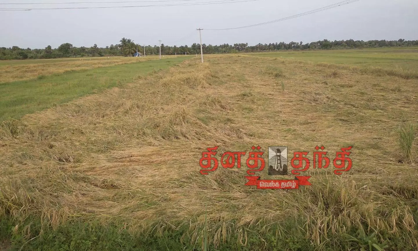 அறுவடைக்கு தயாரான குறுவை நெற்பயிர்கள் சாய்ந்தன