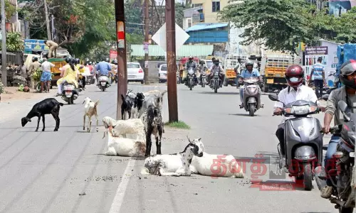 சாலையில் ஓய்வெடுக்கும் ஆடுகள் சாலையில் ஓய்வெடுக்கும் ஆடுகள்