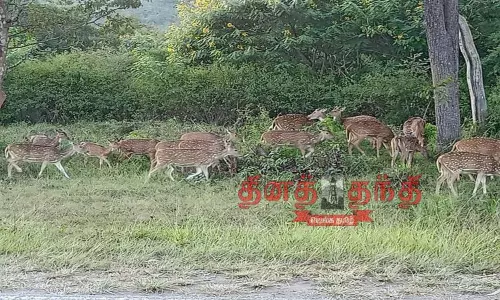 வனவிலங்குகள் நடமாட்டம் அதிகரிப்பு