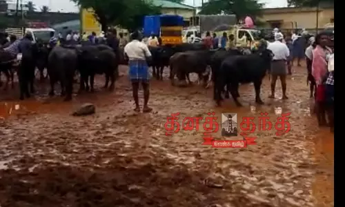 மாடுகள் விலை வீழ்ச்சி