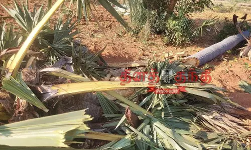 ஒற்றை யானை அட்டகாசம் ஒற்றை யானை அட்டகாசம்