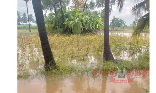 எடப்பாடி, தேவூர் பகுதியில் கனமழை:  பருத்தி, நெல் பயிர்களை தண்ணீர் சூழ்ந்தது  விவசாயிகள் வேதனை